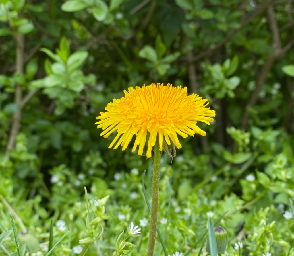 dandelion 2